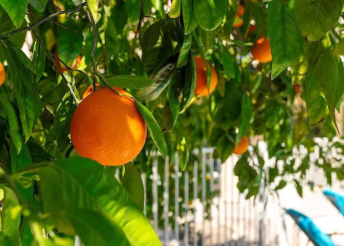 Orange Blossom Hideaway Phoenix